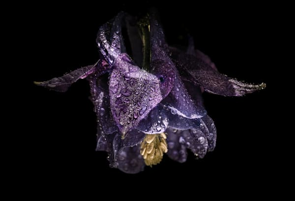King Columbine