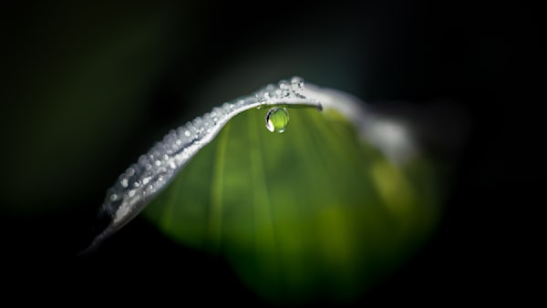Backlit & Brimming, Hosta