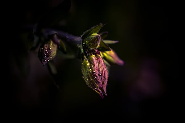 Corner Baby, Columbine