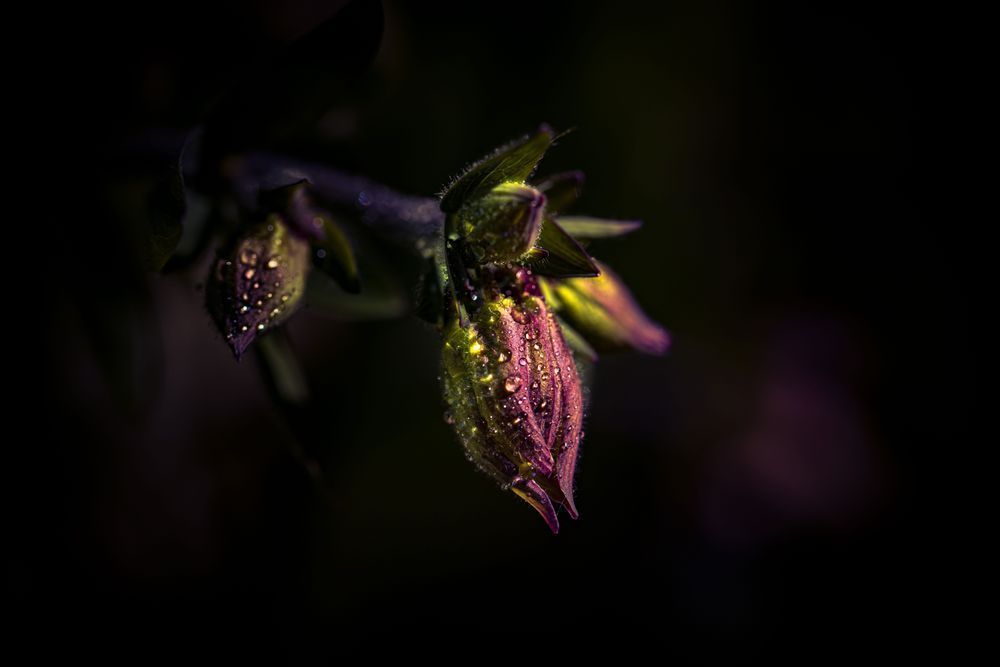 Corner Baby, Columbine Photography Art | Kim Clune Daydreams