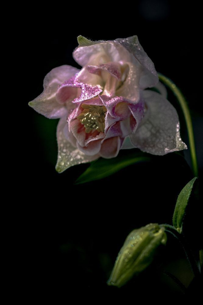 Humble Beauty, Columbine Photography Art | Kim Clune Daydreams