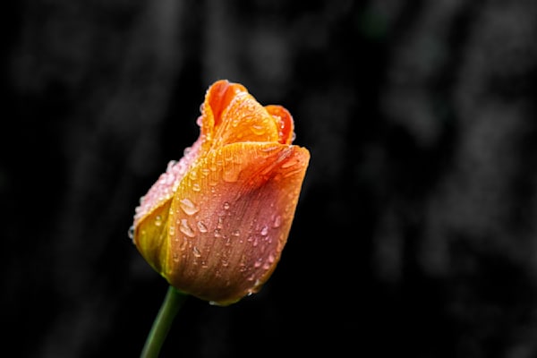 Undaunted, Tulip