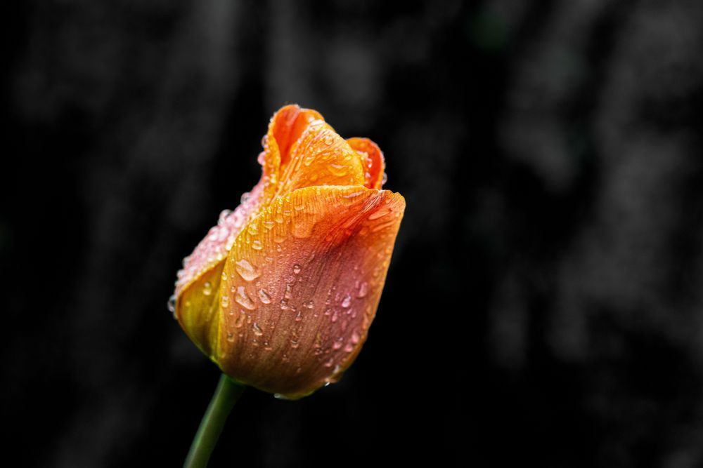 Undaunted, Tulip Photography Art | Kim Clune Daydreams