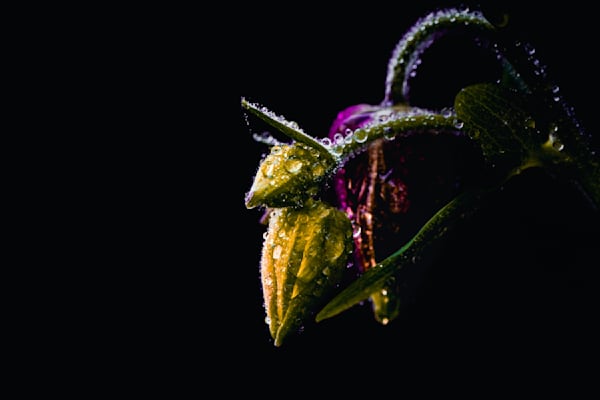 Sunstruck & Sodden, Columbine