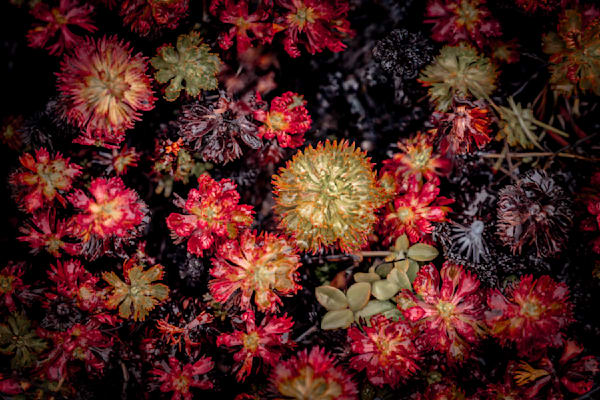 Yukon Carnival, Alpine Plants