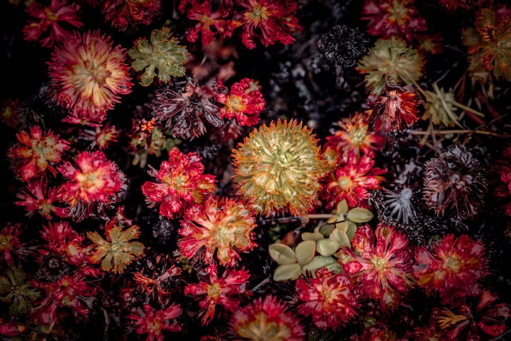 Yukon Carnival, Alpine Plants Photography Art | Kim Clune Daydreams