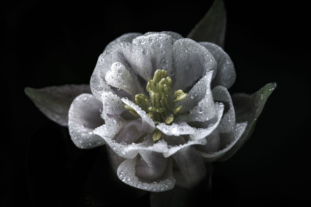 Ghostly, Columbine Photography Art | Kim Clune Daydreams