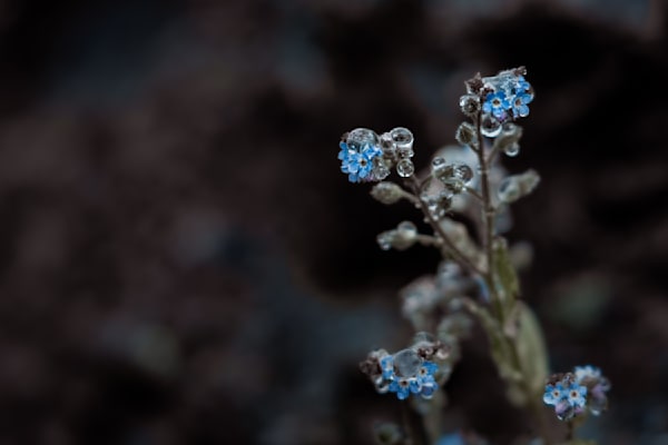 To Each Their Own, Forget Me Not
