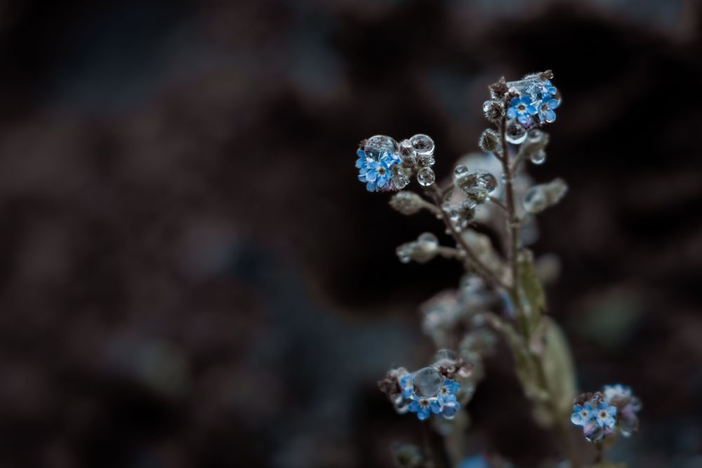 To Each Their Own, Forget Me Not Photography Art | Kim Clune Daydreams