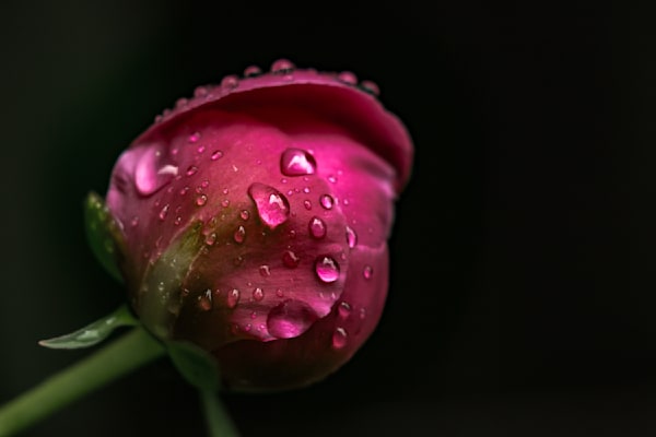 Peony Drops