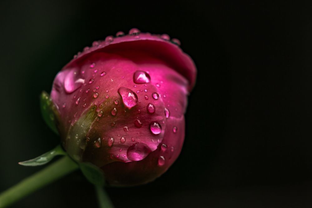 Peony Drops Photography Art | Kim Clune Daydreams