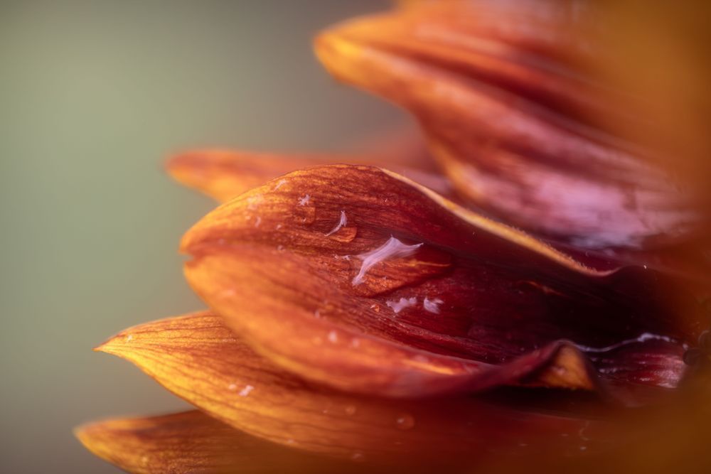 Cradled Drop, Sunflower Photography Art | Kim Clune Daydreams