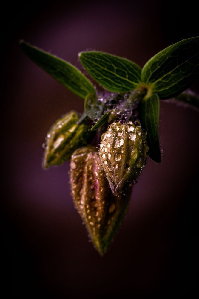 Crimson Company, Columbine Photography Art | Kim Clune Daydreams