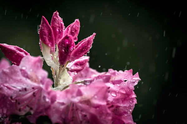 Soggy Soubresaut, Rhododendron