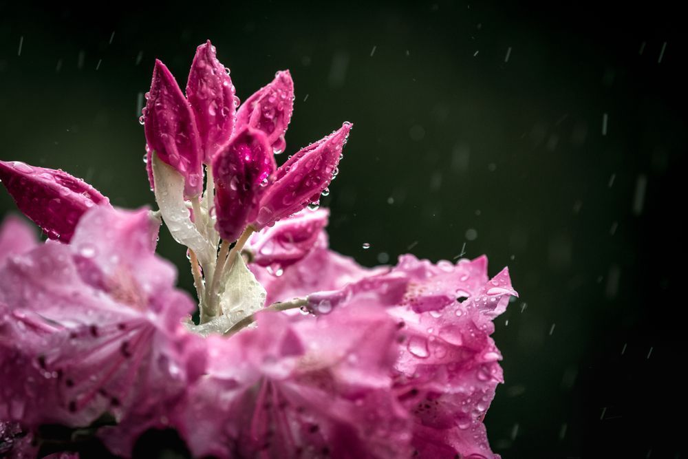 Soggy Soubresaut, Rhododendron Photography Art | Kim Clune Daydreams