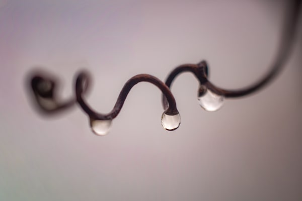 Quietly Twisted, Grape Vine
