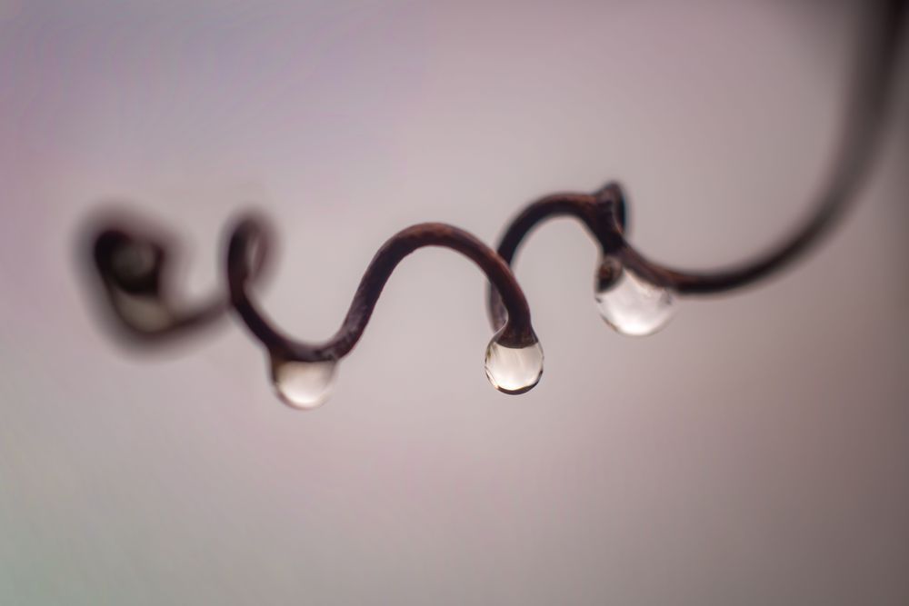 Quietly Twisted, Grape Vine Photography Art | Kim Clune Daydreams