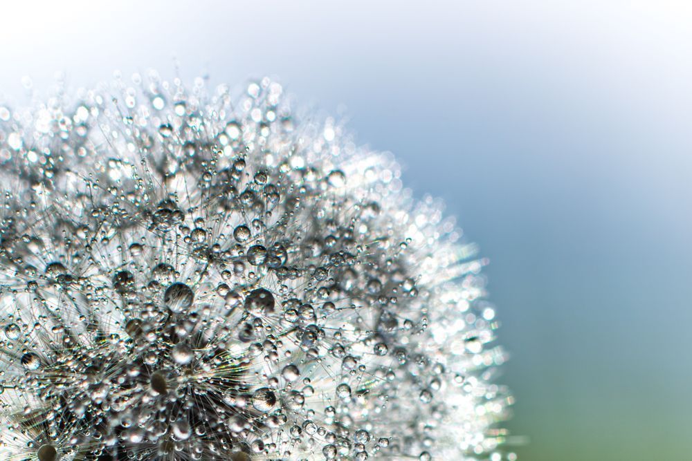 Dewey Drops, Dandelion Photography Art | Kim Clune Daydreams