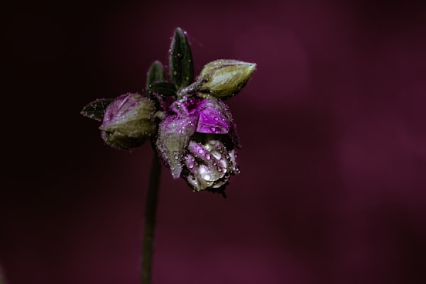 Littlest Prince, Columbine