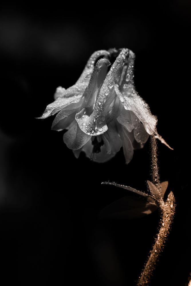 Reverence, Columbine Photography Art | Kim Clune Daydreams