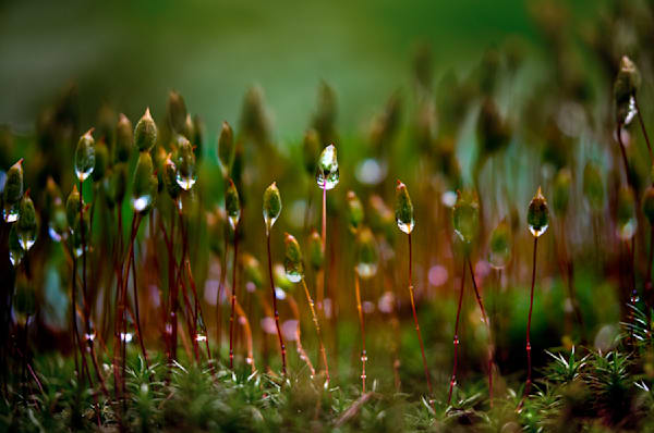 All Together Now, Seeding Moss