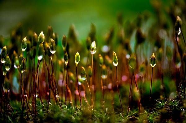 All Together Now, Seeding Moss, Haines, Alaska
