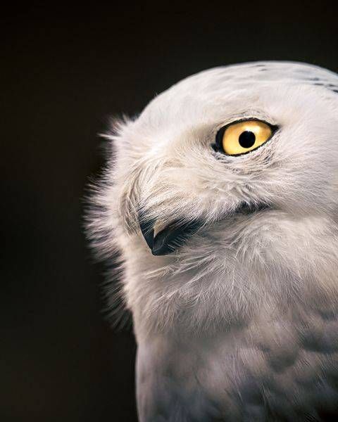 Sovereign, Snowy Owl, Haines, Alaska