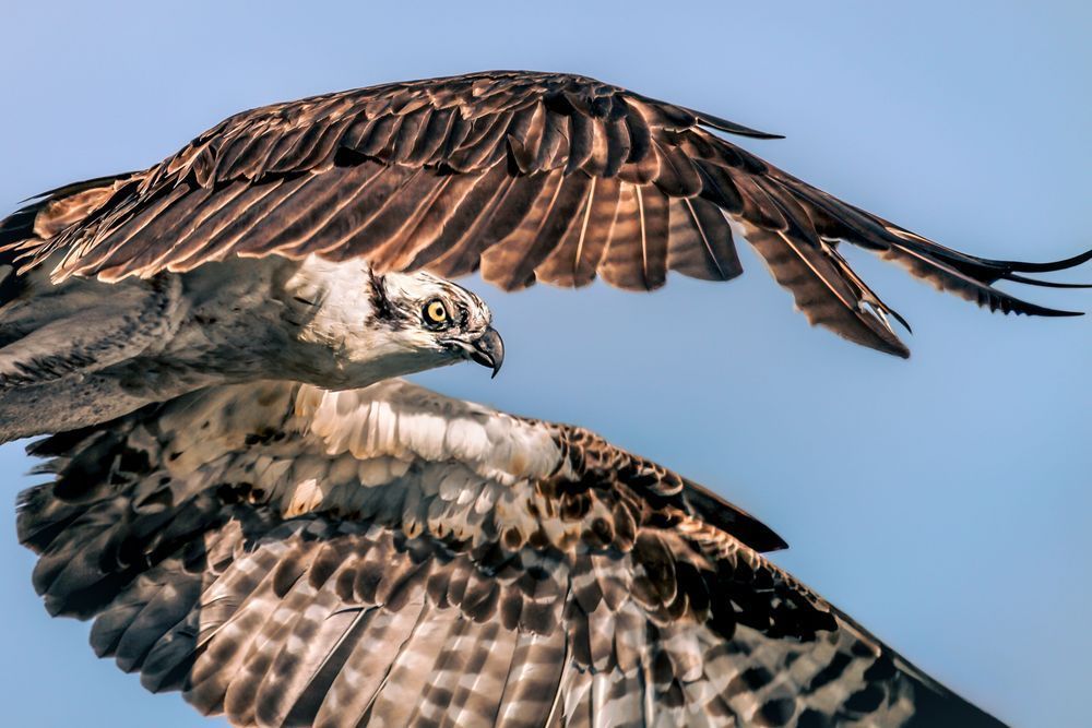 Osprey in Flight Fine Art Print | Kim Clune Photography