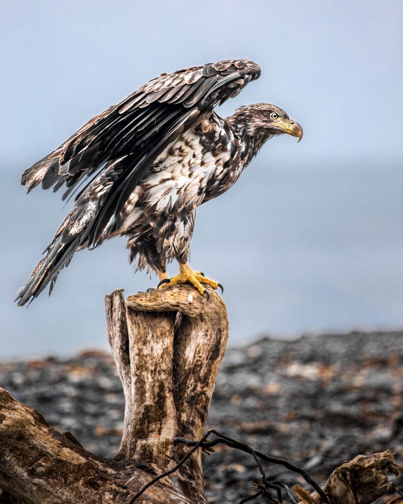 Juvenile Bald Eagle Fine Art Print | Kim Clune Photography