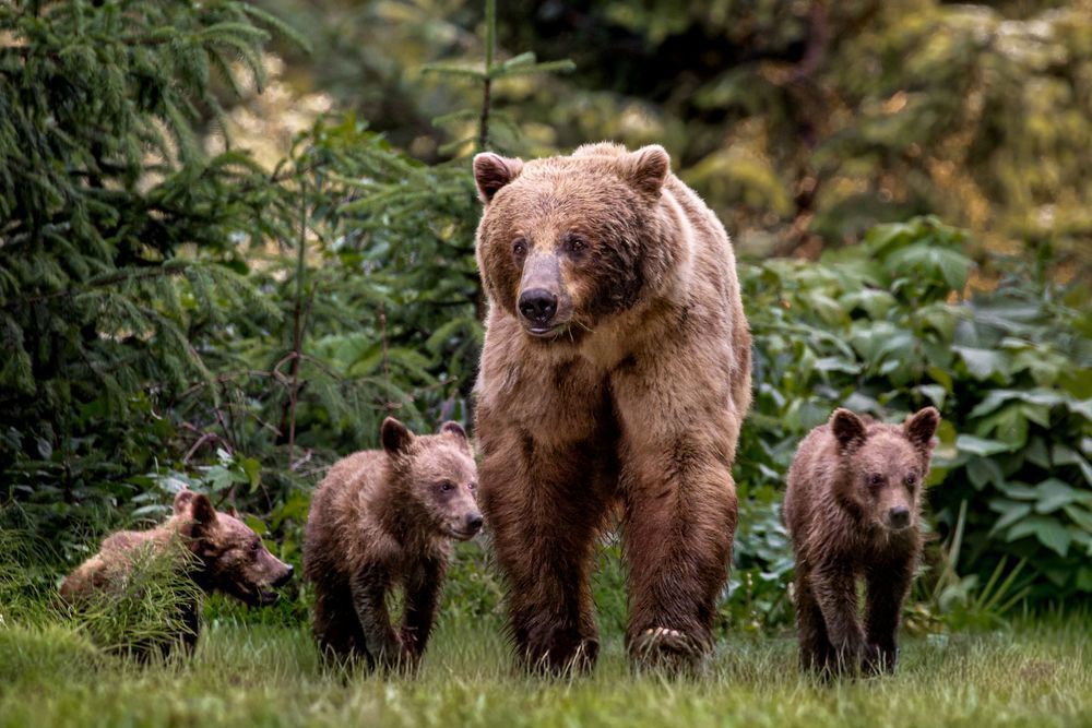 Family Forward, Brown Bear And Cubs, Chilkoot, Alaska Photography Art | Kim Clune Daydreams