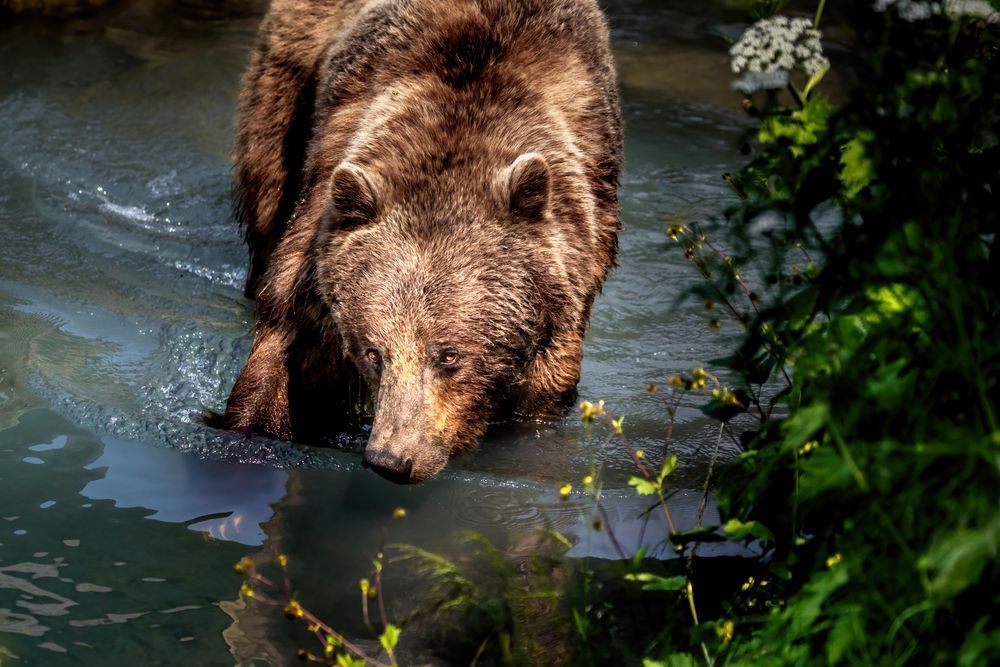 Queen of the Chilkoot Brown Bear Wall Art | Kim Clune Photography