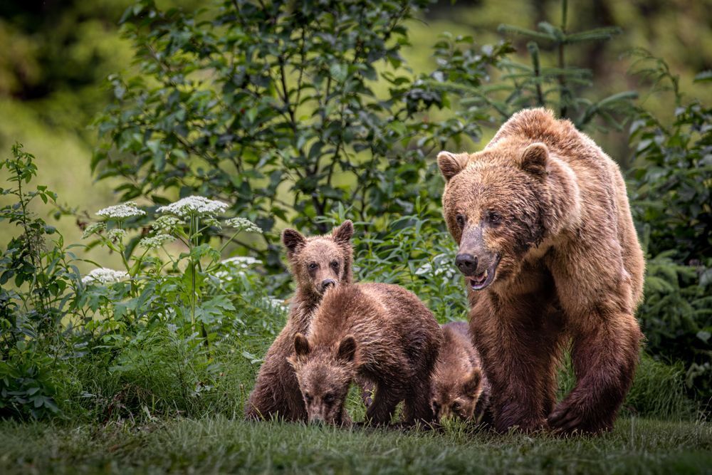 Strolling Squad, Brown Bear And Cubs, Chilkoot, Alaska Photography Art | Kim Clune Daydreams