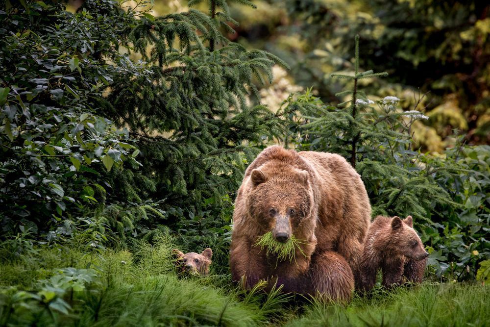 Chewing On Chaos, Brown Bears, Chilkoot, Alaska Photography Art | Kim Clune Daydreams