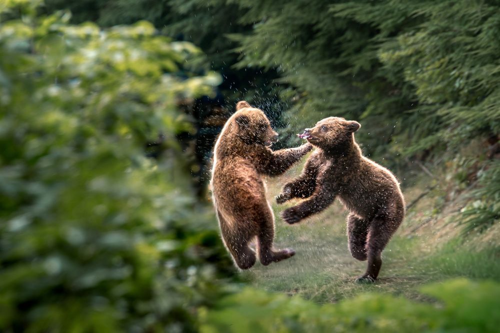 Slap And Snatch, Brown Bear Cubs, Chilkoot, Alaska Photography Art | Kim Clune Daydreams