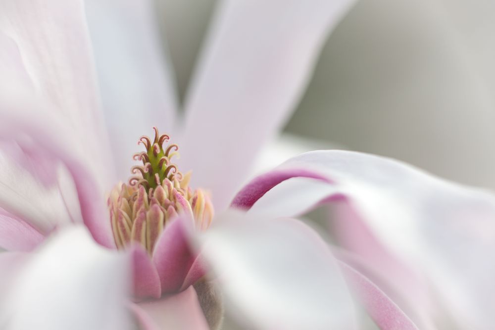 Petal Soft Magnolia Photography Art | Kim Clune Daydreams