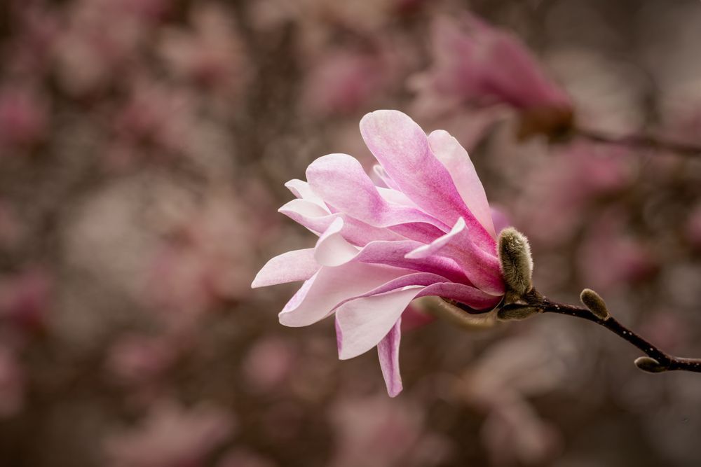 Out Front Magnolia Photography Art | Kim Clune Daydreams