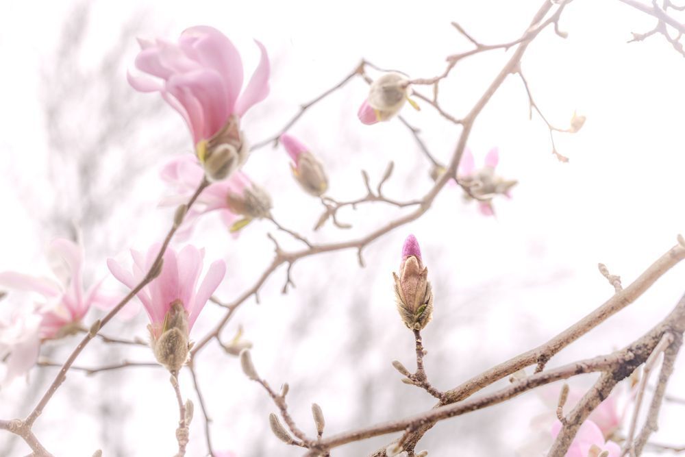 Lacy May Magnolia Photography Art | Kim Clune Daydreams