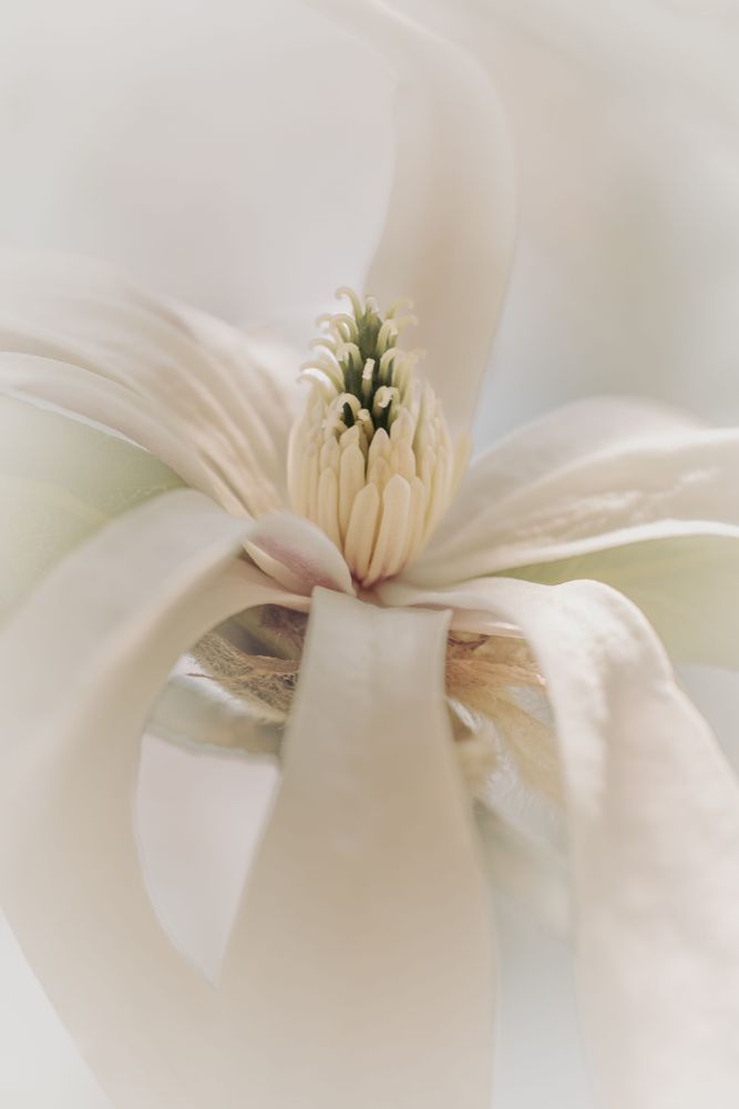 Cream Dream Magnolia Photography Art | Kim Clune Daydreams