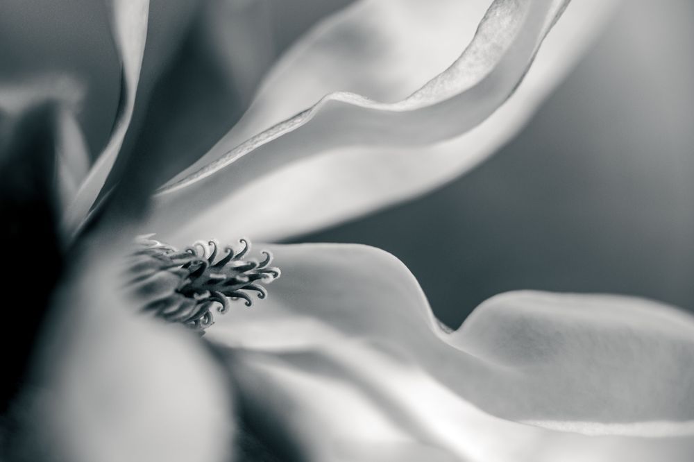 Silver Screen Magnolia Photography Art | Kim Clune Daydreams