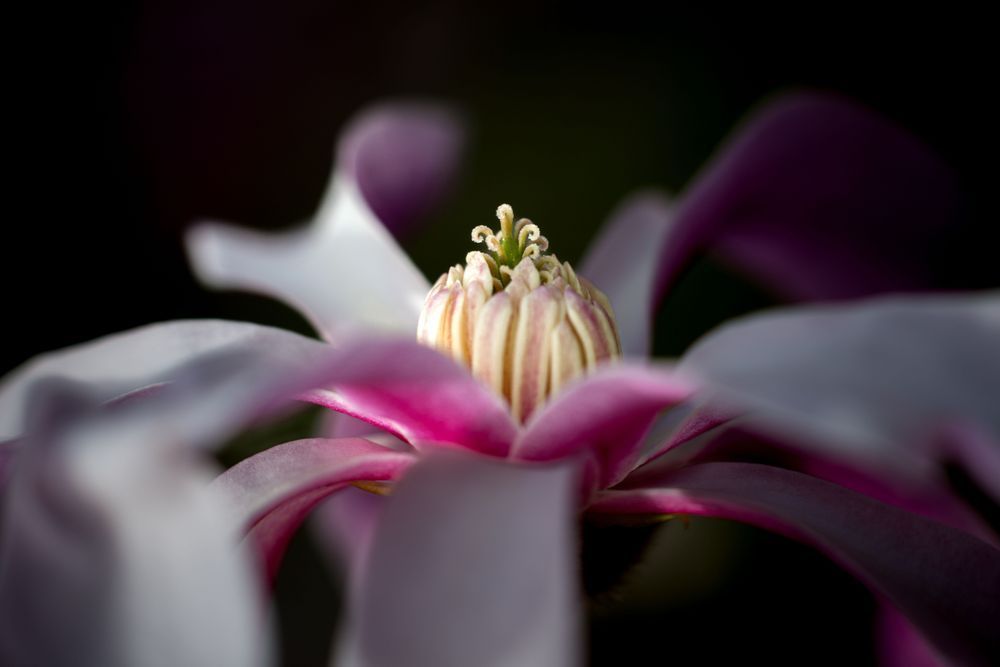 Center Of Attention Magnolia Photography Art | Kim Clune Daydreams