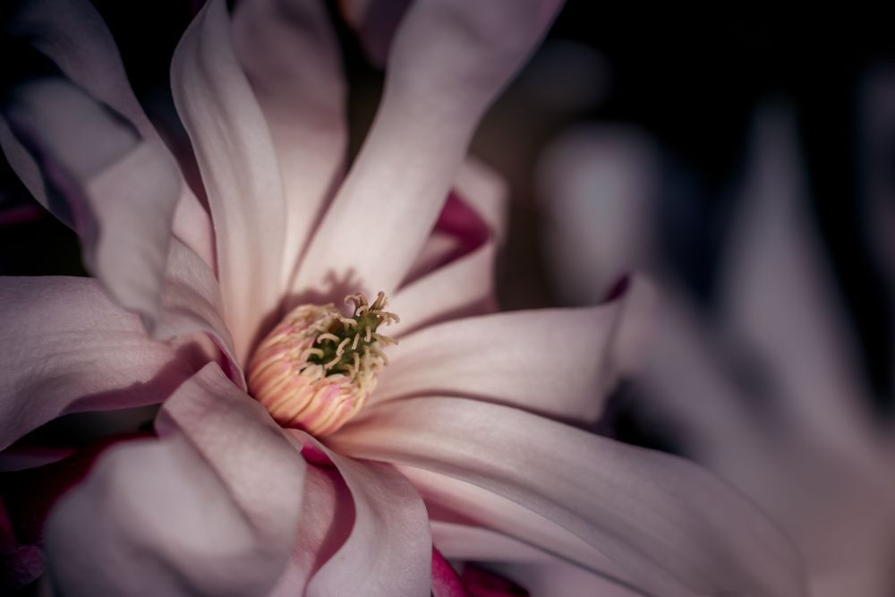 Magnolia Curls Photography Art | Kim Clune Daydreams