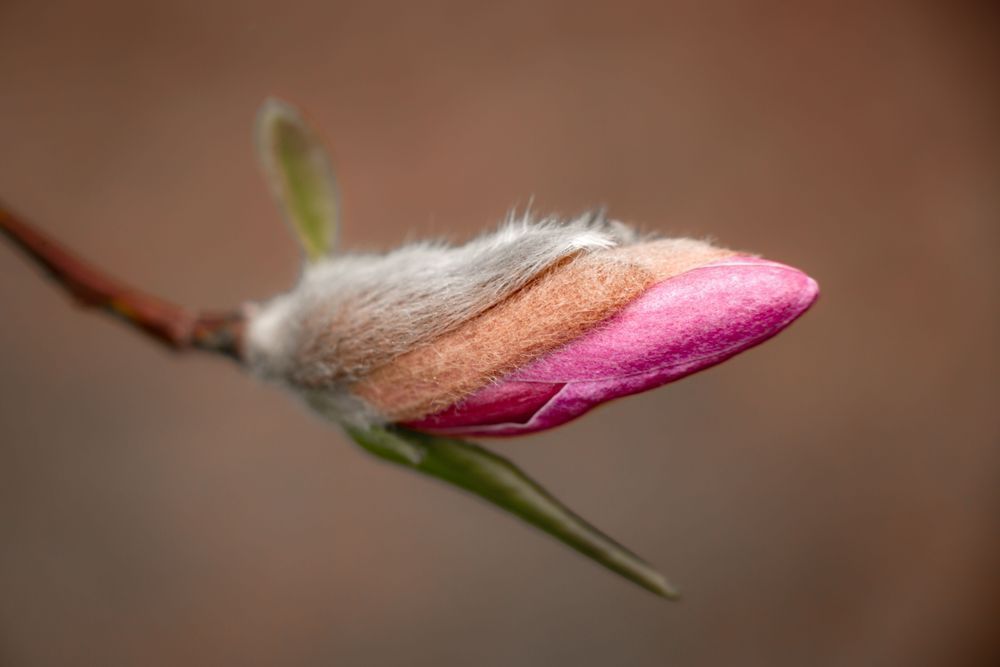 Bold Bloom Magnolia Photography Art | Kim Clune Daydreams
