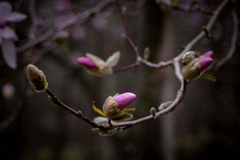 Bud On A Wire, Magnolia Photography Art | Kim Clune Daydreams