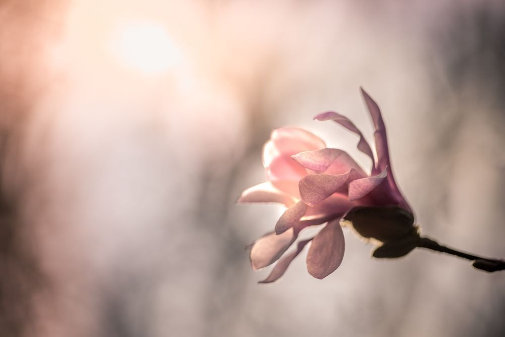 Evening Glow. Magnolia Photography Art | Kim Clune Daydreams