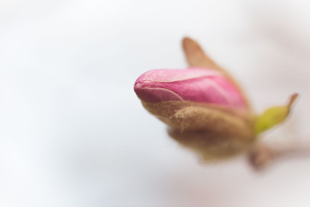 Magnolia Art By Kim Clune 20 Photography Art | Kim Clune Daydreams