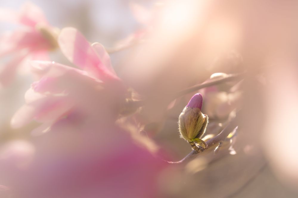 Tucked In Magnolia Photography Art | Kim Clune Daydreams