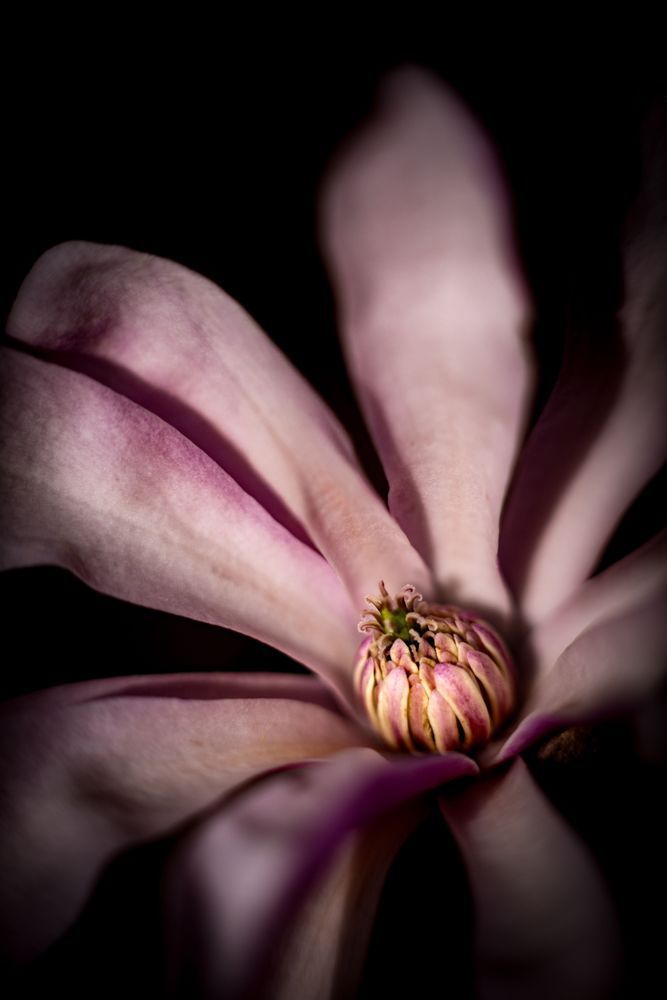 Magnolia Evening Photography Art | Kim Clune Daydreams