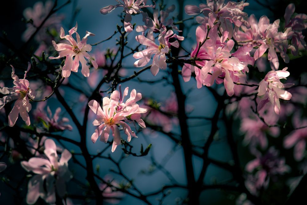 Magnolia Arc Photography Art | Kim Clune Daydreams