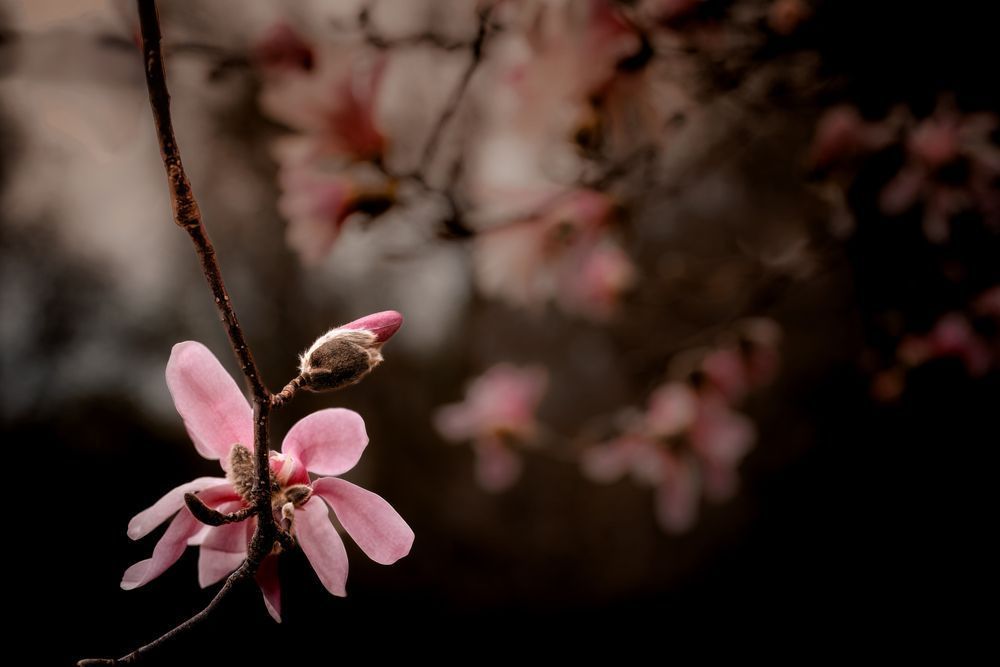 At The Forefront Magnolia Photography Art | Kim Clune Daydreams