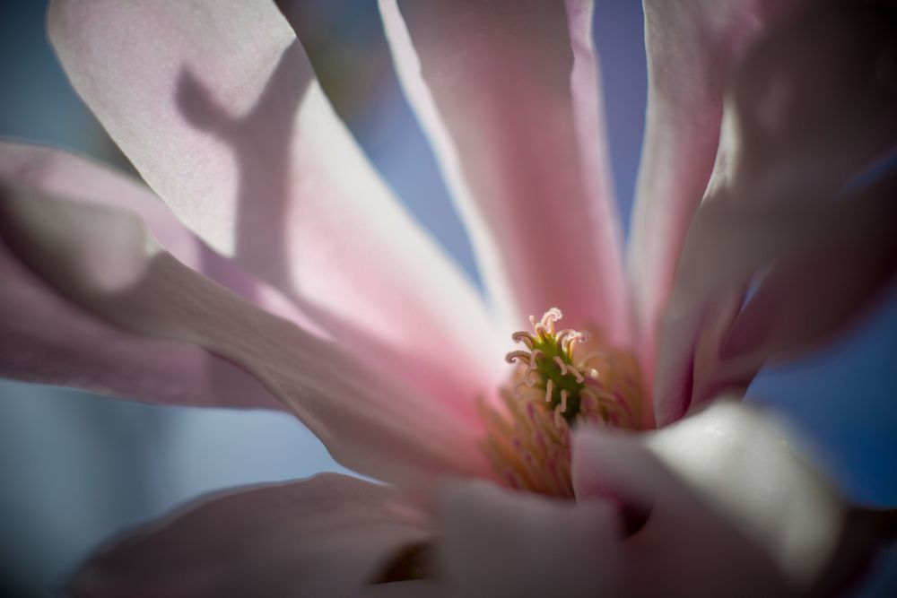Morning Light Magnolia Photography Art | Kim Clune Daydreams